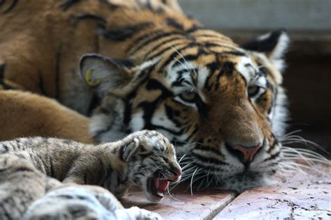 Photos of Tiger Cubs | POPSUGAR Pets