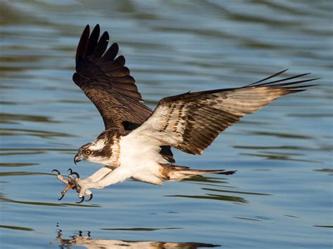 8 Birds That Symbolize Strength - Sonoma Birding