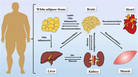 Environmental Obesogens and Their Perturbations in Lipid Metabolism ...