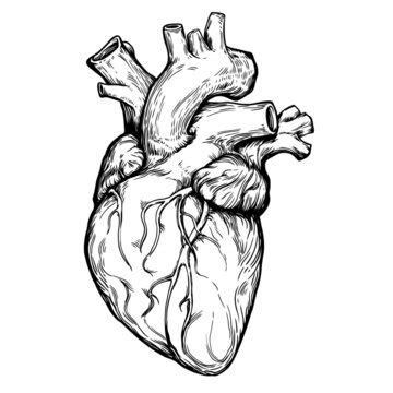 Realistic Heart Drawing Images – Browse 86,439 Stock Photos, Vectors ...