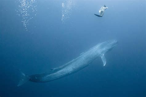 Diving with blue whales: 6 of the most amazing photos