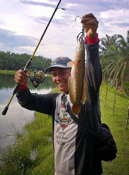 Umpan Mancing Ikan Gabus Jitu Terbaru dan Paling Ampuh