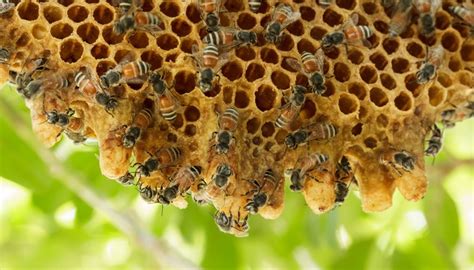 What Bees Make Nests in Trees? | Sciencing