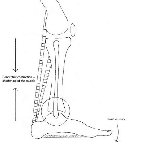 Concentric muscle contraction . | Download Scientific Diagram