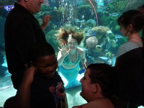 Aquarium And Mermaid Show At The Silverton Hotel - Aquarium Views