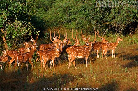 Stock photo of Chital / Spotted deer herd, Bandhavgarh NP, India ...