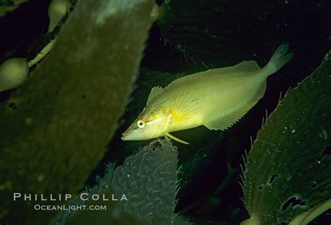 Giant kelpfish in kelp, Heterostichus rostratus, San Clemente Island ...