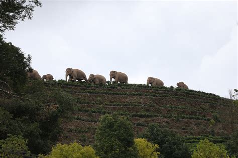 People Have Fallen In Love With This Herd Of Wild Elephants Looking For ...