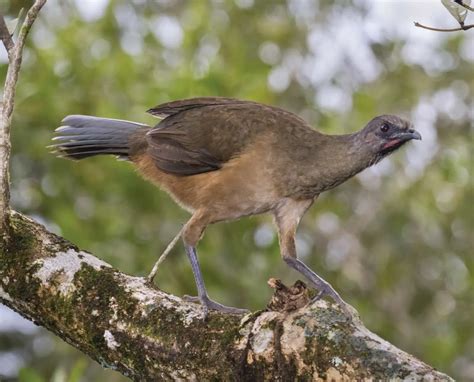 Plain Chachalaca - An Obscure Game Bird of Southern Texas