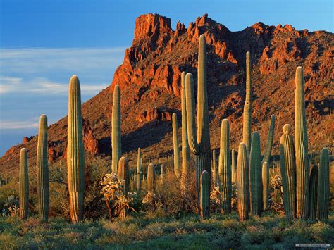 🔥 [298+] Free Arizona Wallpapers | WallpaperSafari