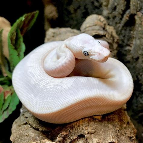 Leucistic Ball Python