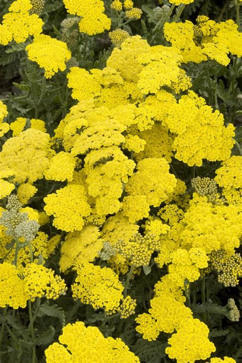 Moonshine Yarrow, Achillea x 'Moonshine', Monrovia Plant