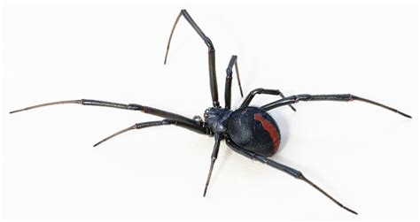 Also known as the Australian redback. Full HD Wallpaper and Background ...