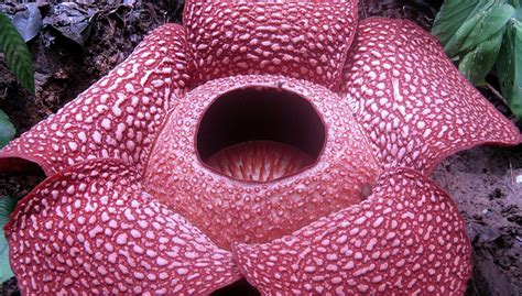 Mengenal Bunga Rafflesia, Bunga Raksasa yang Ada di Sumatera - TIMES ...