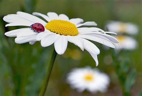 daisy with a ladybug by SvitakovaEva on DeviantArt