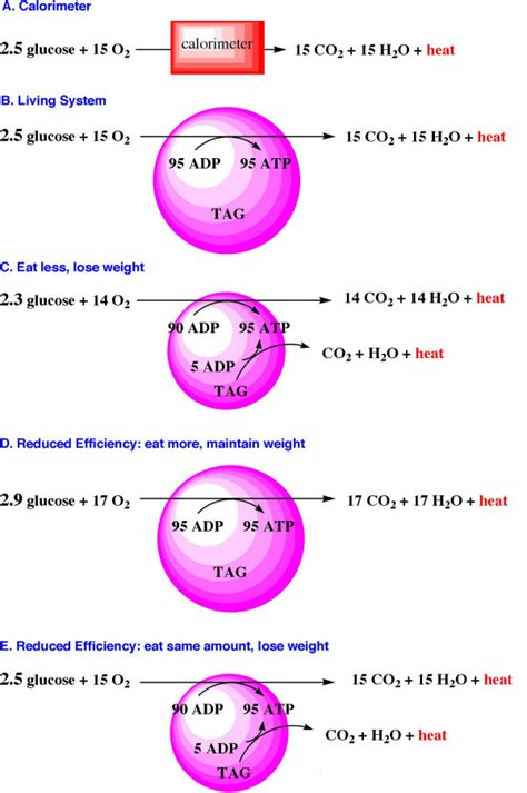 A: Oxidation of glucose in a calorimeter is completely inefficient. The ...