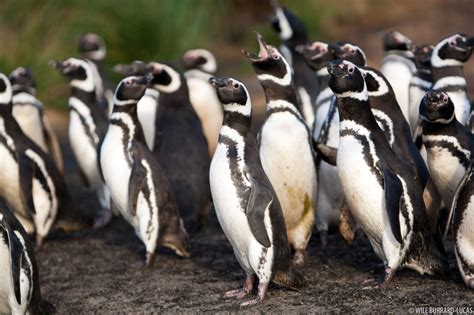 Magellanic Penguins + South America | Photos Pictures Images