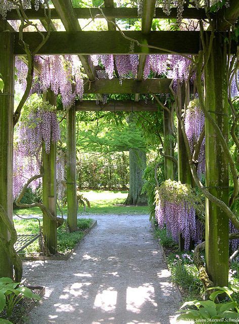 Wisteria Tunnel | Wisteria tunnel, Garden design, Pergola