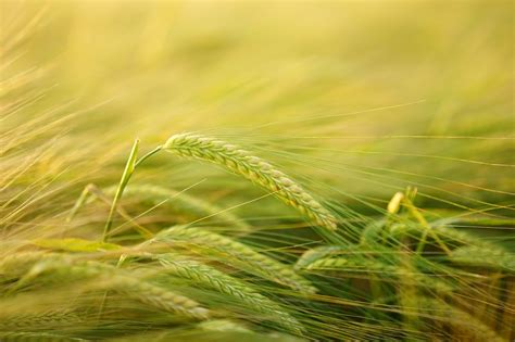 Barley Grain Ear - Free photo on Pixabay - Pixabay