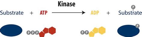 How Does a Biochemical Kinase Assay Work? - BellBrook Labs