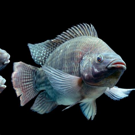 Adaptation Of A Tilapia Fish - Unique Fish Photo