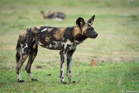 African Wild Dogs + Selous Game Reserve | Photos Pictures Images