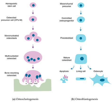 What Is Osteoclastic Activity