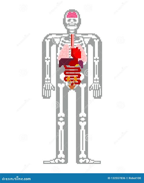 Human Anatomy Pixel Art. 8bit Internal Organs and Skeleton. Pixelate ...