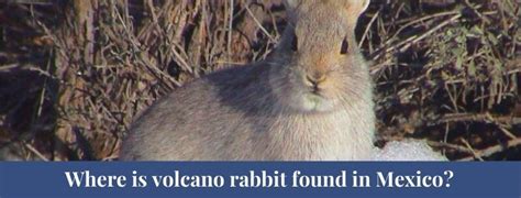 Best 10 Volcano Rabbit Facts, Names, habitat - Zoological World