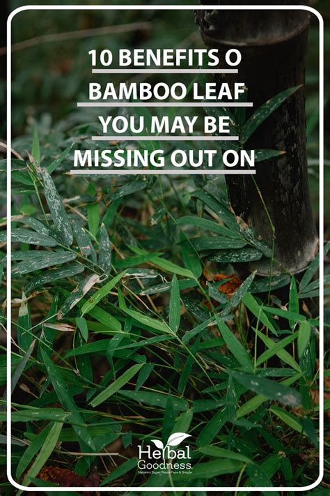 Discover the Surprising Benefits of Bamboo Leaves