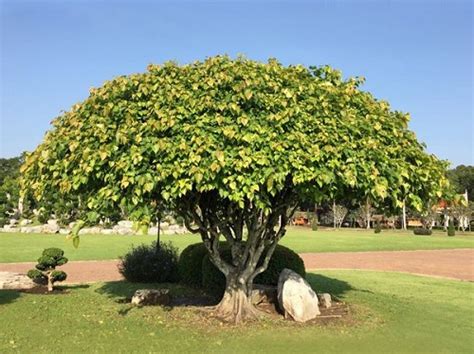 Peepal Tree Facts : Medicinal and Health Benefits • India Gardening