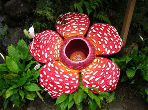 Rafflesia: The World's Largest Bloom - World of Flowering Plants ...