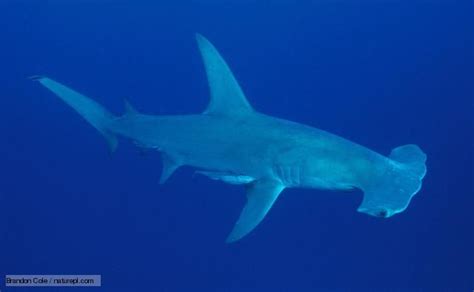 Great Hammerhead Shark Diet - clinicinter