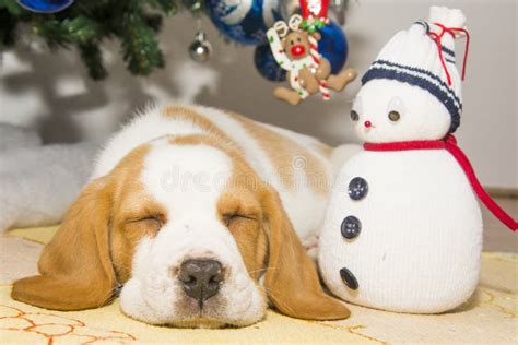 Beautifully Beagle Puppy Under the Christmas Tree Stock Photo - Image ...