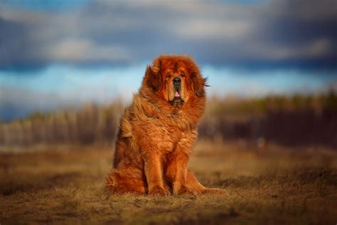 Tibetan Mastiff - Full Profile, History, and Care