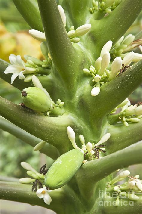 Papaya Tree Flowering Photograph by Inga Spence - Fine Art America