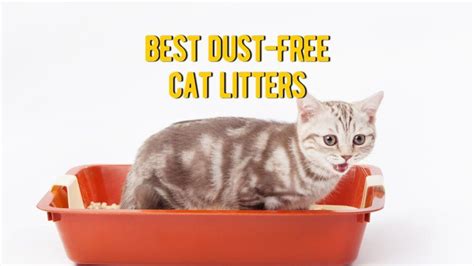 ᐉ Best Dust Free Cat Litter: 10 Low Dust Clumping Cat Litters Review