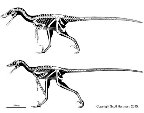 75 best Microraptor images on Pholder | Dinosaurs, ARK and Paleontology