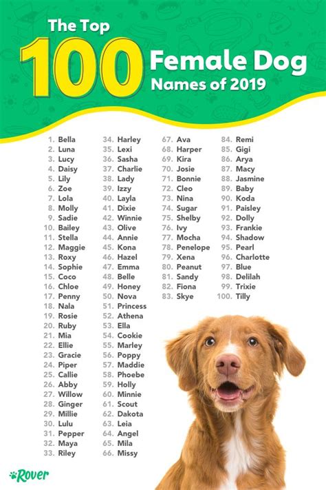 Top 100 Most Popular Dog Names in 2022 | Rover.com | Puppies names ...