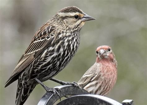 The Odd Couple-Female Red-winged Blackbird & male House Finch - FeederWatch