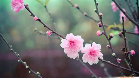 20+ Asian Cherry Blossom Flower | Wallpapers-Wallpaper Free 3979