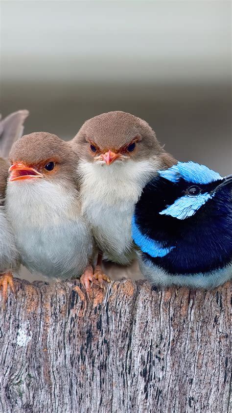 Cute Birds Wallpapers For Mobile