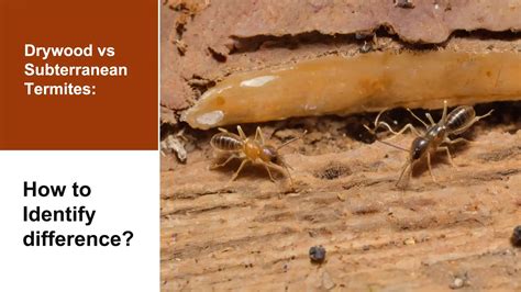 Drywood vs Subterranean Termites: How to Identify difference