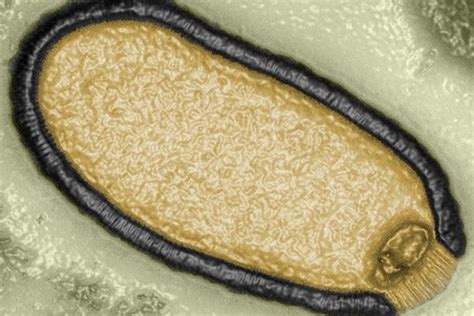 5 Fakta Pithovirus sibericum, Virus Purba yang Kini Hidup Kembali