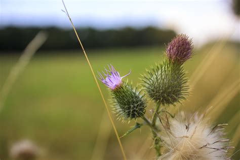 Milk thistle flower in a rural landscape - Photo #5071 - motosha | Free ...