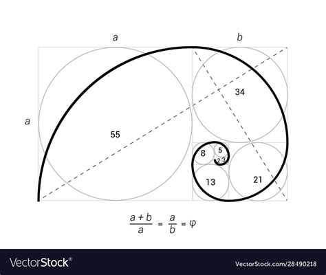 Golden ratio proportion spiral section vector image on VectorStock ...