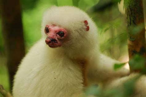 Silky Sifaka – Propithecus candidus - Mammals