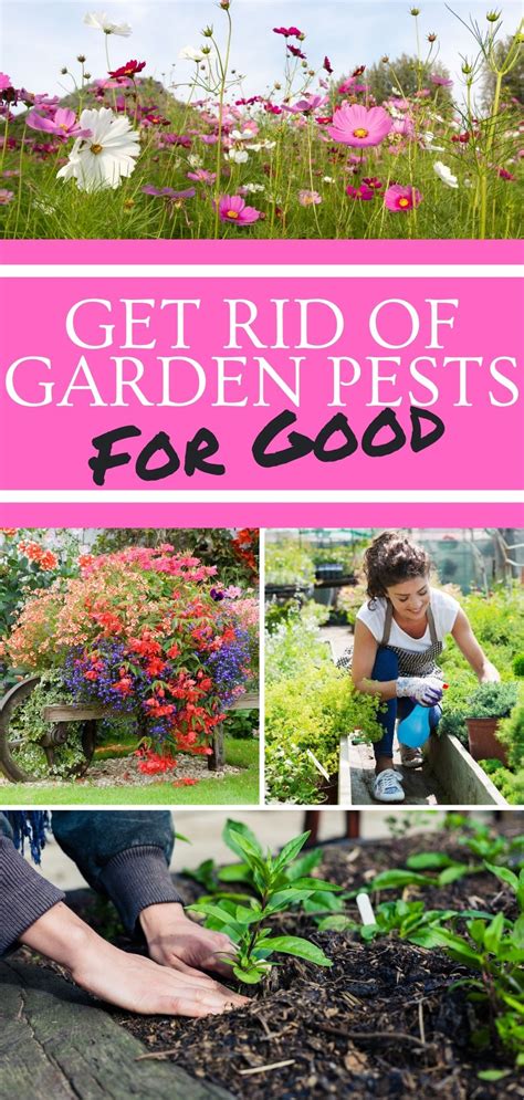 10 Most Common Garden Pests and How to Fight Them - Gardening