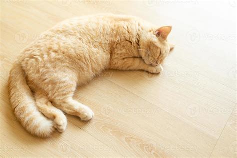 Cat sleeping on a wooden table. sleeping cat 8001057 Stock Photo at ...