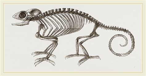 Skeleton Of Chameleon Drawing by Litz Collection - Pixels